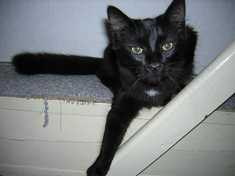 Maine Coon Skade *R.I.P* billede 2