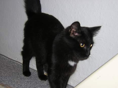 Maine Coon Skade *R.I.P* billede 3