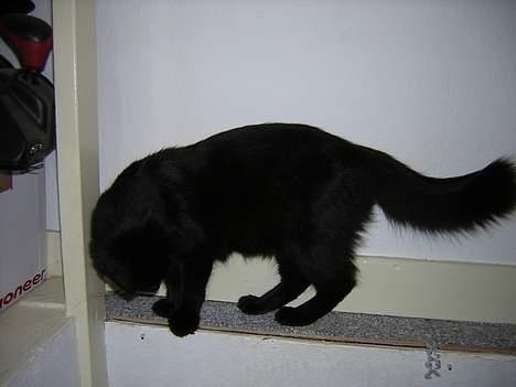 Maine Coon Skade *R.I.P* billede 4