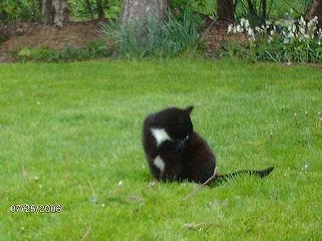 Huskat snip  (nipperman) - iih... et hår sidder forkert.. billede 1