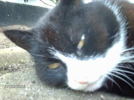 Huskat snip  (nipperman) - jeg væltede da bare.... nu må jeg bare vente på at nogen kommer og tager mig op! har i aldrig prøvet det? det sker for mig hele tiden.. så går jeg og så buuuum!!!! så ligger jeg der... billede 2