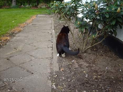 Huskat snip  (nipperman) - ved godt den ikk kan spise sådan en rhonodenton men den ser så appetitvækkende ud.. tror jeg hugger hundens mad om lidt.. billede 3