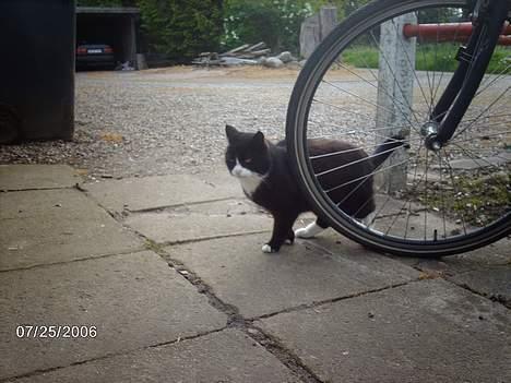 Huskat snip  (nipperman) - ja jeg ved jeg er lækker! billede 4