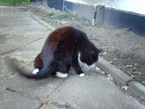 Huskat snip  (nipperman) - nej se en orm! HALEPISK TIL DEN!! men den snor sig og ser våd og klam ud.. billede 5