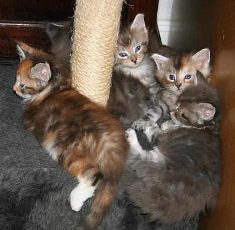 Maine Coon Popsi billede 20