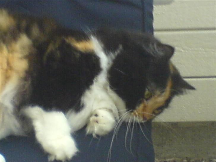 Blanding af racer Twinkie billede 2