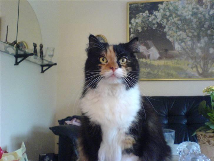 Blanding af racer Twinkie billede 3