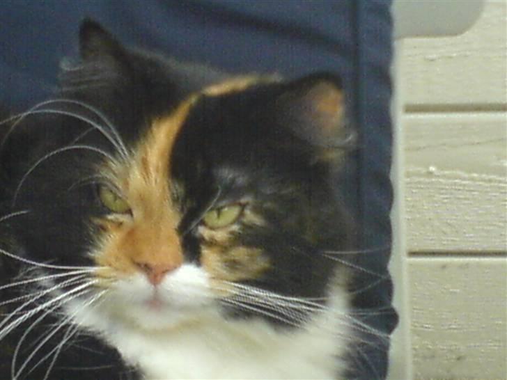 Blanding af racer Twinkie billede 4