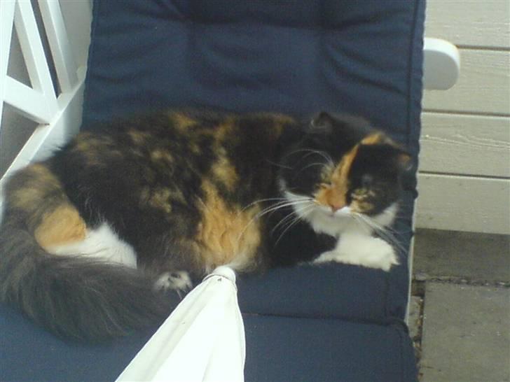 Blanding af racer Twinkie billede 5