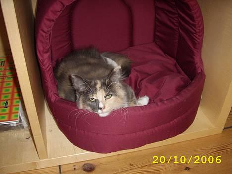 Norsk Skovkat Mischa billede 13