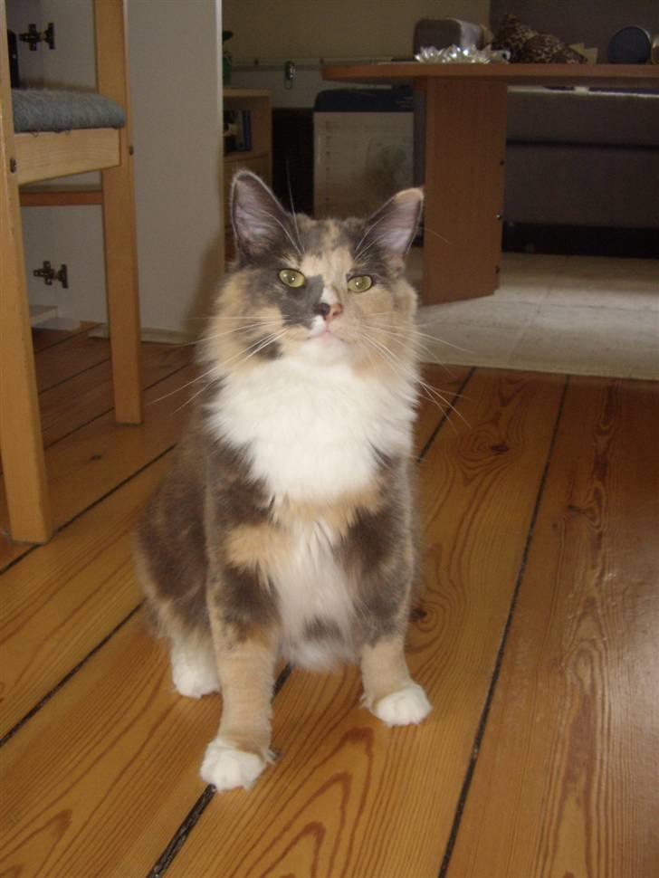 Norsk Skovkat Mischa - d. 2/7-07.. Snart en stor mis.. Vejer næsten 5 kg. billede 14