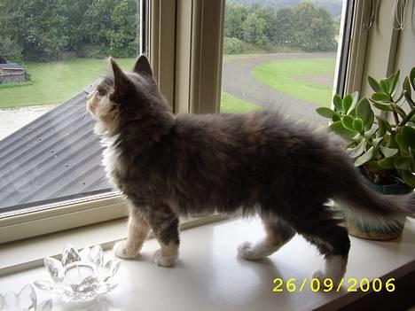 Norsk Skovkat Mischa - Hvor er det spændende derude.. billede 15