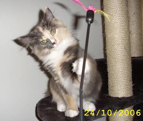 Norsk Skovkat Mischa billede 16