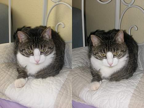 Blanding af racer Frederik - Kamera nu til dags kan en masse.. Er jeg ikke bare hot De damer?! billede 19