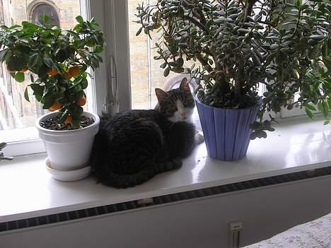 Blanding af racer Frederik - Her ligger jeg og kigger ned på alle de små mærkelige prikker der bævæger sig nede på gaden. Jeg tror nok i mennesker kalder dem mennesker. hmm det var lige lidt mystisk...! billede 20