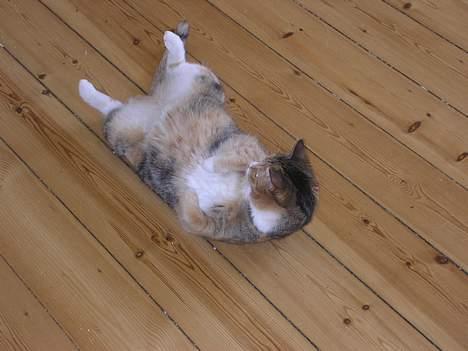 Blanding af racer Luna *Død* - Hvem Kommer?! billede 19