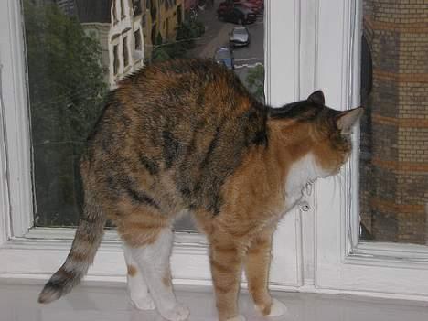 Blanding af racer Luna *Død* - Uha, det er ved at være sent, jeg må heller komme over i seng. Godnat folkens:D billede 20