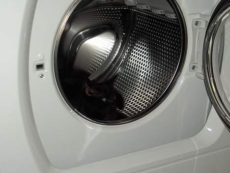 Huskat Lajla - Her vil jeg ligge når jeg skal sove LAJLA <3<3<3<3<3 billede 20