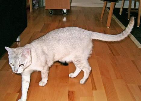 Burmilla All-Saints Elliot (død) - All-Saints Elliot billede 1