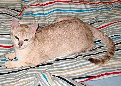 Burmilla All-Saints Elliot (død) - Putter i sengen billede 2