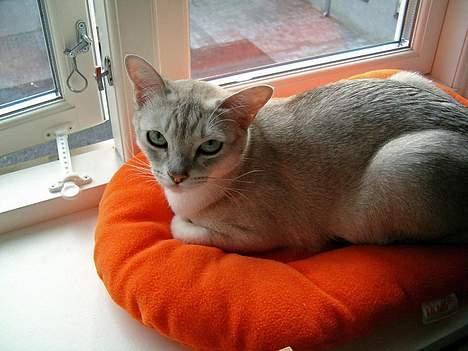 Burmilla All-Saints Elliot (død) - Hygger på sin pude billede 3