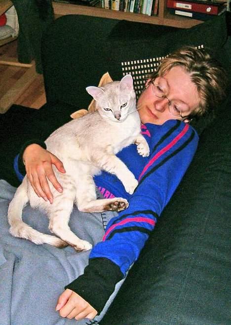 Burmilla All-Saints Elliot (død) - Mor & Elliot billede 4