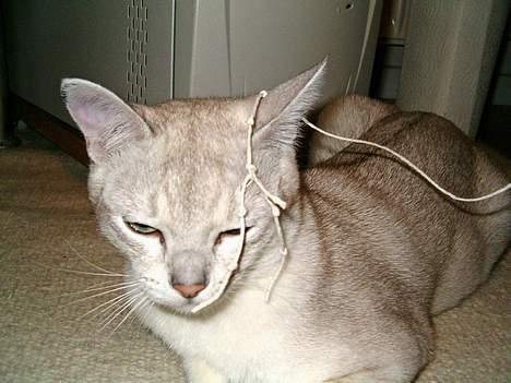 Burmilla All-Saints Elliot (død) - Gider ikke at lege nu billede 5