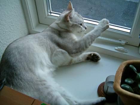 Burmilla All-Saints Elliot (død) - Vinker ud af vinduet billede 6