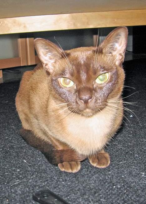 Burmeser Momi`s Cataline  - DK Momi`s Cataline (Catalina) billede 1