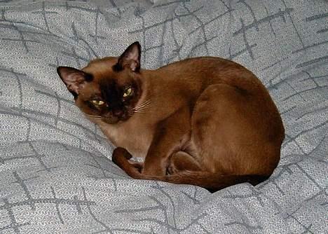 Burmeser Momi`s Cataline  - Putter i sengen billede 2