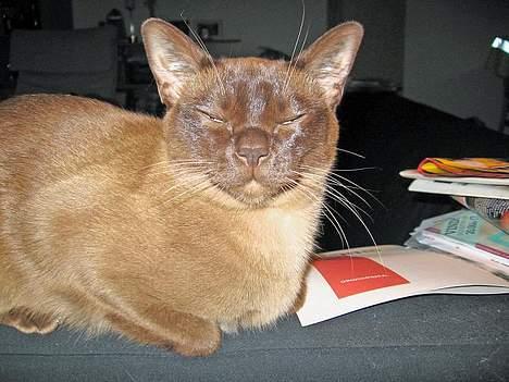 Burmeser Momi`s Cataline  - Ræve sover billede 4