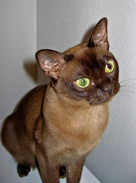 Burmeser Momi`s Cataline  - Smukke Catalina billede 5