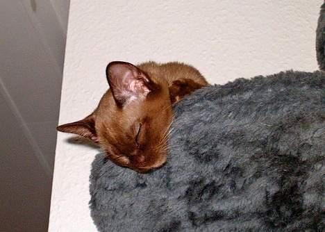 Burmeser Momi`s Cataline  - Som killing kan man sove alle steder billede 6