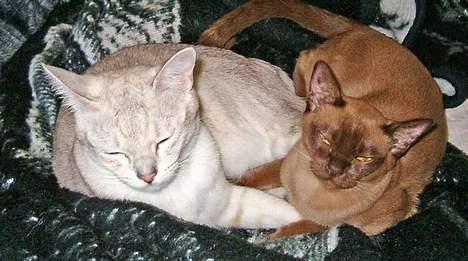 Burmeser Momi`s Cataline  - Elliot & Catalina billede 7