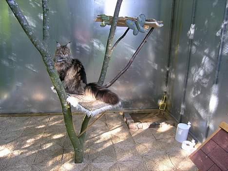 Maine Coon Vera - Vera i hendes nye voliere billede 2