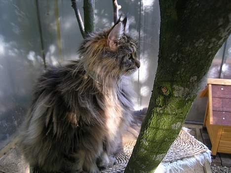 Maine Coon Vera - Dejlig udsigt fra katte-træet billede 3