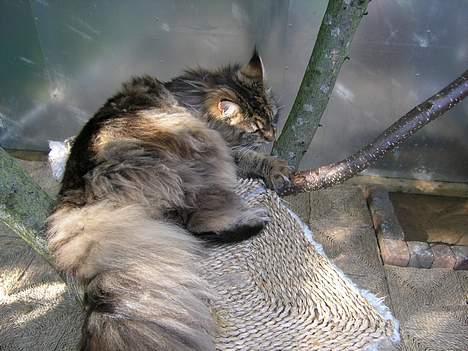 Maine Coon Vera - En rigtig diva må passe og pleje sig selv hele tiden! billede 4