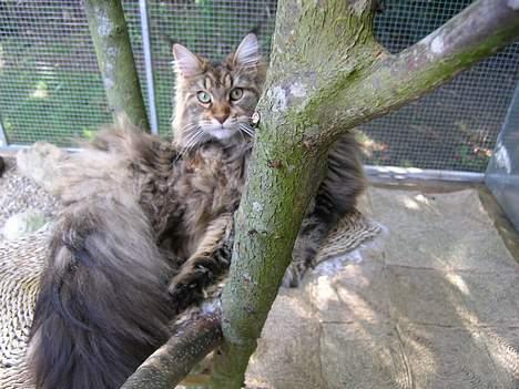 Maine Coon Vera - så smuk...  :) billede 5