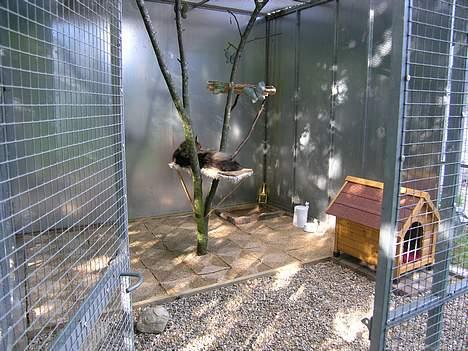 Maine Coon Vera - "Aaah en dejlig voliere jeg her har fået" billede 6