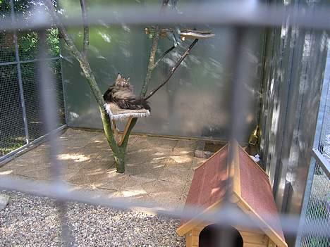 Maine Coon Vera - "Uuh jeg ligger godt her" billede 7