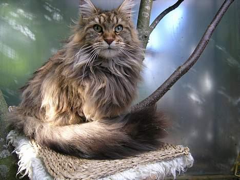 Maine Coon Vera - "Im a star..." billede 8