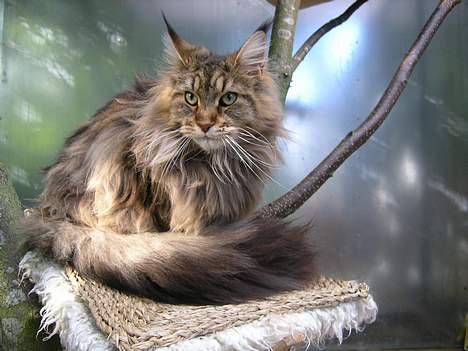 Maine Coon Vera - Hvem sagde fotomodel? billede 9