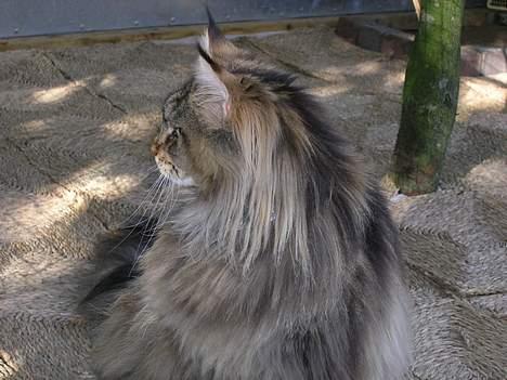 Maine Coon Vera billede 10