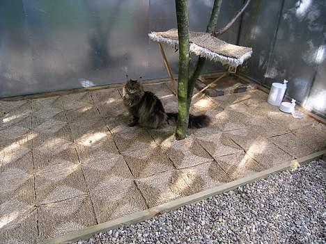 Maine Coon Vera billede 11