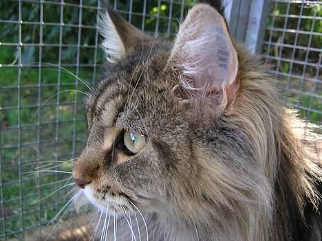 Maine Coon Vera - uha det er en spændene verden her ude.... billede 12