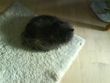 Perser Dressed in black  billede 12