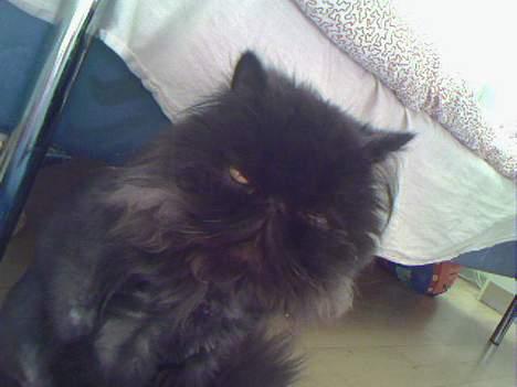 Perser Dressed in black  billede 13