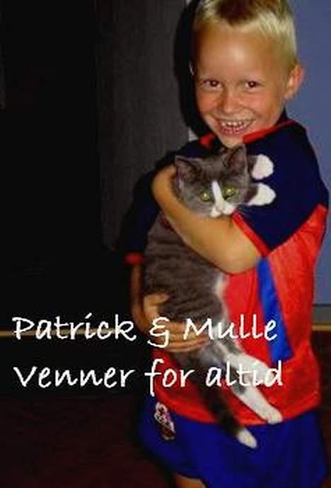 Blanding af racer Mulle billede 20