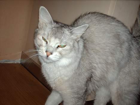 Somali †Gandalf af Grystenshus DK† - hej med jer.. er jeg ikk fin?? jeg er ny i den her familie.. billede 1