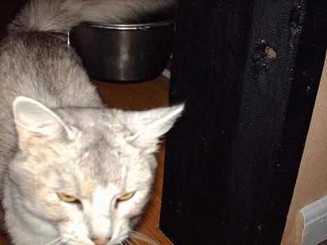 Somali †Gandalf af Grystenshus DK† - han er ved og gå.. men noget lige og få ham.. billede 2